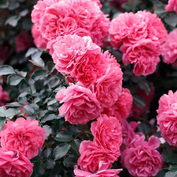 Roze Rozen Achtergrond Van Bloeiende Rozen Tuin Van Rozen — Stockfoto