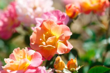 Yumuşak güller. Çiçek açan güllerin arka planı. Güneşli doğal ışık.