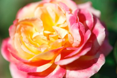 Güller. Çiçekleri açan narin bir arka plan. Gül bahçesi