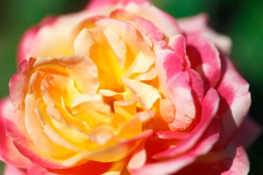 Yumuşak güller. Çiçek açan güllerin arka planı. Güneşli doğal ışık.