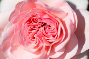 Güller. Çiçekleri açan narin bir arka plan. Gül bahçesi