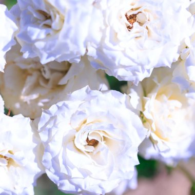 Yumuşak güller. Çiçek açan güllerin arka planı. Güneşli doğal ışık.