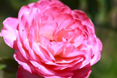 Yumuşak güller. Çiçek açan güllerin arka planı. Güneşli doğal ışık.