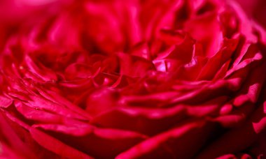 Parlak kırmızı güller. Çiçek açan güllerin arka planı. Güneşli doğal ışık.