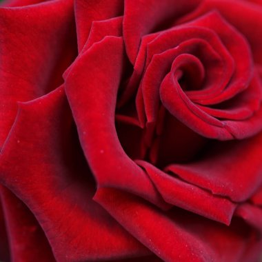 Parlak kırmızı güller. Çiçek açan güllerin arka planı. Güneşli doğal ışık.