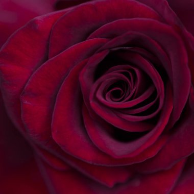 Parlak kırmızı güller. Çiçek açan güllerin arka planı. Güneşli doğal ışık.