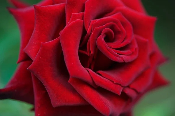 Leuchtend Rote Rosen Hintergrund Der Blühenden Rosen Blumen Sonniges Natürliches — Stockfoto