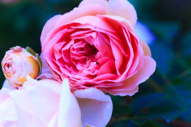 Yumuşak güller. Çiçek açan güllerin arka planı. Güneşli doğal ışık.