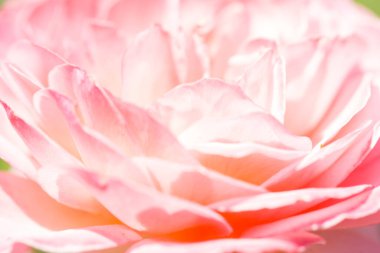 Güller. Çiçekleri açan narin bir arka plan. Gül bahçesi