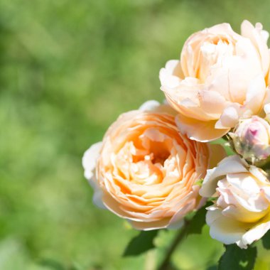 Güller. Çiçekleri açan narin bir arka plan. Gül bahçesi