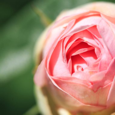 Güller. Çiçekleri açan narin bir arka plan. Gül bahçesi