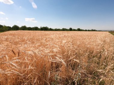 Olgun ekmek kulaklarının arkası. Sarı buğday tarlası. Doğaya yakın çekim. Ekmek hasatı.
