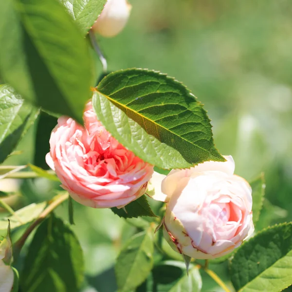 Roses Delicate Background With Blooming Rose Flowers Rose Garden Stock Images Page Everypixel