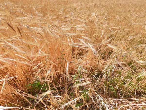 Bakgrund Mogna Öron Bröd Gult Vetefält Närbild Naturen Skörd Bröd — Stockfoto