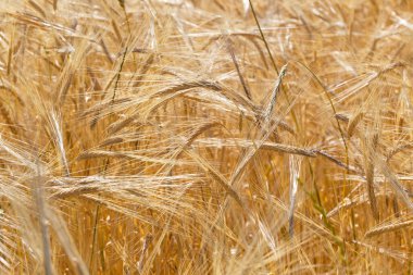 Olgun ekmek kulaklarının arkası. Sarı buğday tarlası. Doğaya yakın çekim. Ekmek hasatı.