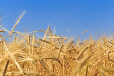 Olgun ekmek kulaklarının arkası. Sarı buğday tarlası. Doğaya yakın çekim. Ekmek hasatı.