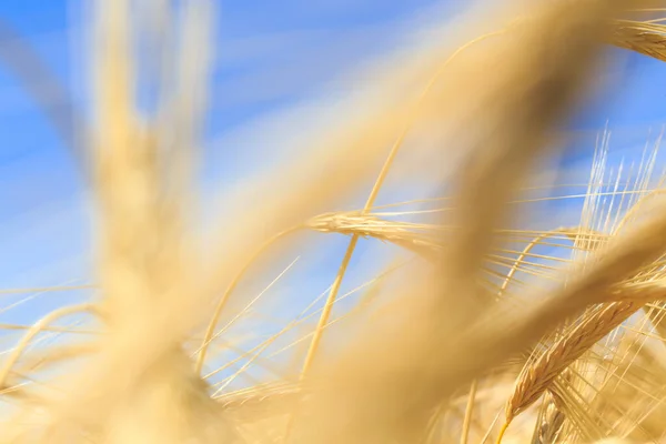 Ιστορικό Ώριμων Αυτιών Ψωμιού Κίτρινο Χωράφι Σιτάρι Κοντινό Πλάνο Της — Φωτογραφία Αρχείου