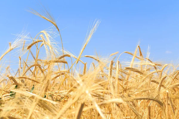 Bakgrund Mogna Öron Bröd Gult Vetefält Närbild Naturen Skörd Bröd — Stockfoto