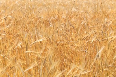 Olgun ekmek kulaklarının arkası. Sarı buğday tarlası. Doğaya yakın çekim. Ekmek hasatı.