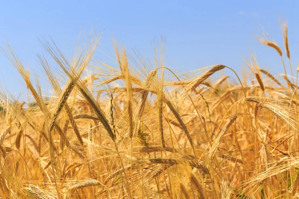 Bakgrund Mogna Öron Bröd Gult Vetefält Närbild Naturen Skörd Bröd — Stockfoto