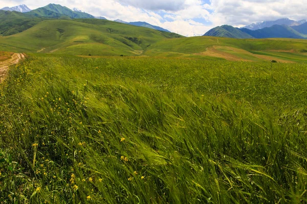 Hermoso Paisaje Primavera Verano Exuberantes Colinas Verdes Altas Montañas Nevadas — Foto de Stock