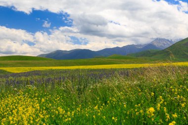 Dağlarda yabani otlar açıyor. Yaz manzarası. Kırgızistan. Doğal arkaplan
