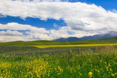 Dağlarda yabani otlar açıyor. Yaz manzarası. Kırgızistan. Doğal arkaplan
