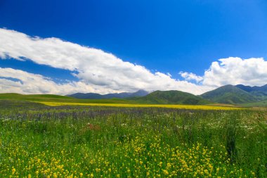Dağlarda yabani otlar açıyor. Yaz manzarası. Kırgızistan. Doğal arkaplan