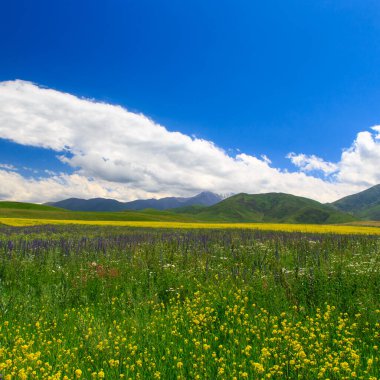 Dağlarda yabani otlar açıyor. Yaz manzarası. Kırgızistan. Doğal arkaplan