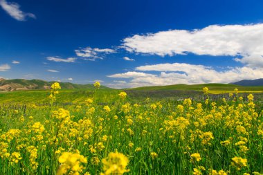 Dağlarda yabani otlar açıyor. Yaz manzarası. Kırgızistan. Doğal arkaplan