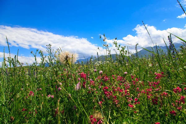 Dağlarda yabani otlar açıyor. Yaz manzarası. Kırgızistan. Doğal arkaplan