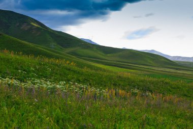 Dağlarda yabani otlar açıyor. Yaz manzarası. Kırgızistan. Doğal arkaplan