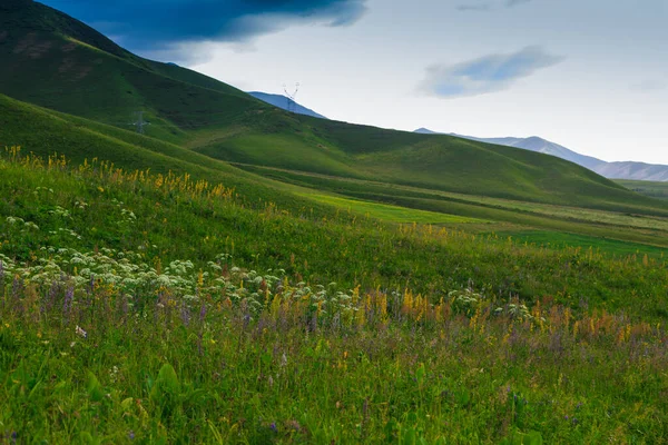 Blommande Vilt Gräs Bergen Sommarlandskap Kirgizistan Naturlig Bakgrund — Stockfoto
