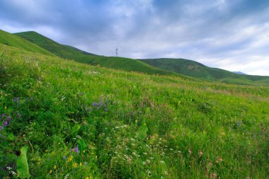Dağlarda yabani otlar açıyor. Yaz manzarası. Kırgızistan. Doğal arkaplan
