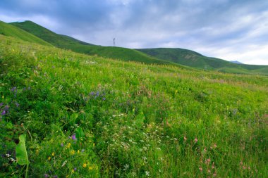 Güzel bahar ve yaz manzarası. Bereketli yeşil tepeler, yüksek karlı dağlar. Bahar çiçekli bitkiler.