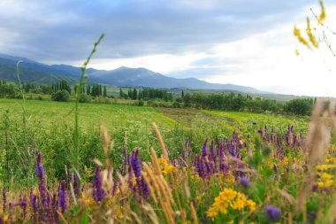 Dağlarda yabani otlar açıyor. Yaz manzarası. Kırgızistan. Doğal arkaplan