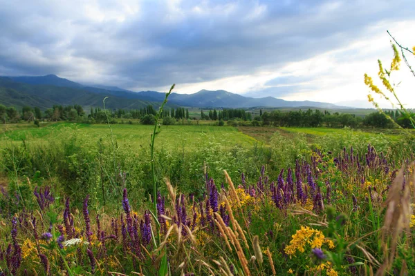 Florescer Grama Selvagem Nas Montanhas Paisagem Verão Quirguizistão Fundo Natural — Fotografia de Stock