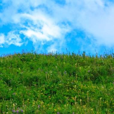 Dağlarda yabani otlar açıyor. Yaz manzarası. Kırgızistan. Doğal arkaplan