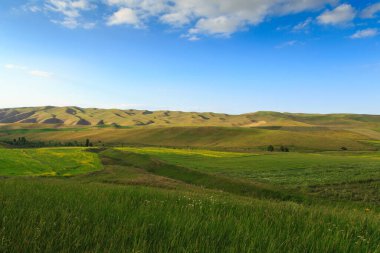 Güzel bahar ve yaz manzarası. Bereketli yeşil tepeler, yüksek karlı dağlar. Bahar çiçekli bitkiler.