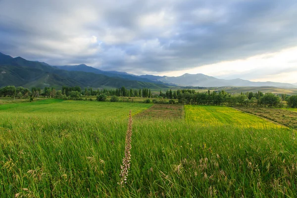 Hermoso Paisaje Primavera Verano Exuberantes Colinas Verdes Altas Montañas Nevadas — Foto de Stock