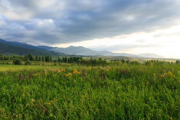 Квіти Дикої Трави Горах Літній Пейзаж Киргизстан Природний Фон — стокове фото