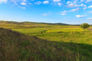 Güzel bahar ve yaz manzarası. Bereketli yeşil tepeler, yüksek karlı dağlar. Bahar çiçekli bitkiler.