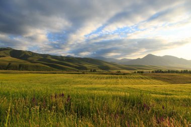 Güzel bahar ve yaz manzarası. Bereketli yeşil tepeler, yüksek karlı dağlar. Bahar çiçekli bitkiler.