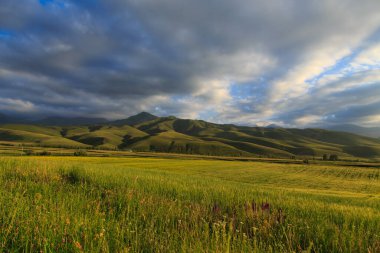 Güzel bahar ve yaz manzarası. Bereketli yeşil tepeler, yüksek karlı dağlar. Bahar çiçekli bitkiler.