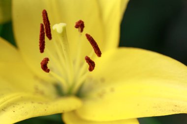 Sarı zambak çiçeği. Doğal arka plan. Parkta çiçek açıyor.