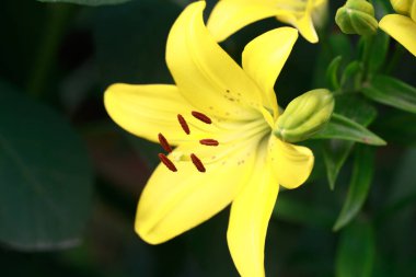 Sarı zambak çiçeği. Doğal arka plan. Parkta çiçek açıyor.