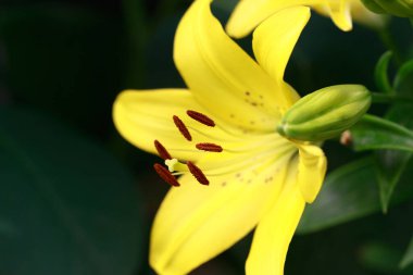 Sarı zambak çiçeği. Doğal arka plan. Parkta çiçek açıyor.