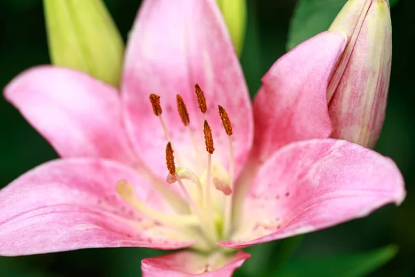 Розовый Цветок Лилии Естественный Фон Цветущие Парке — стоковое фото