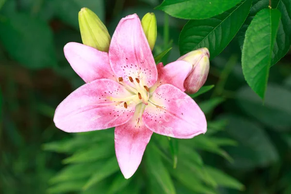 Ροζ Λουλούδι Κρίνου Φυσικό Υπόβαθρο Ανθίζουν Στο Πάρκο — Φωτογραφία Αρχείου