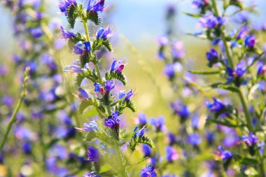 Mavi yabani çiçekler. Yaban çiçekli tarla.